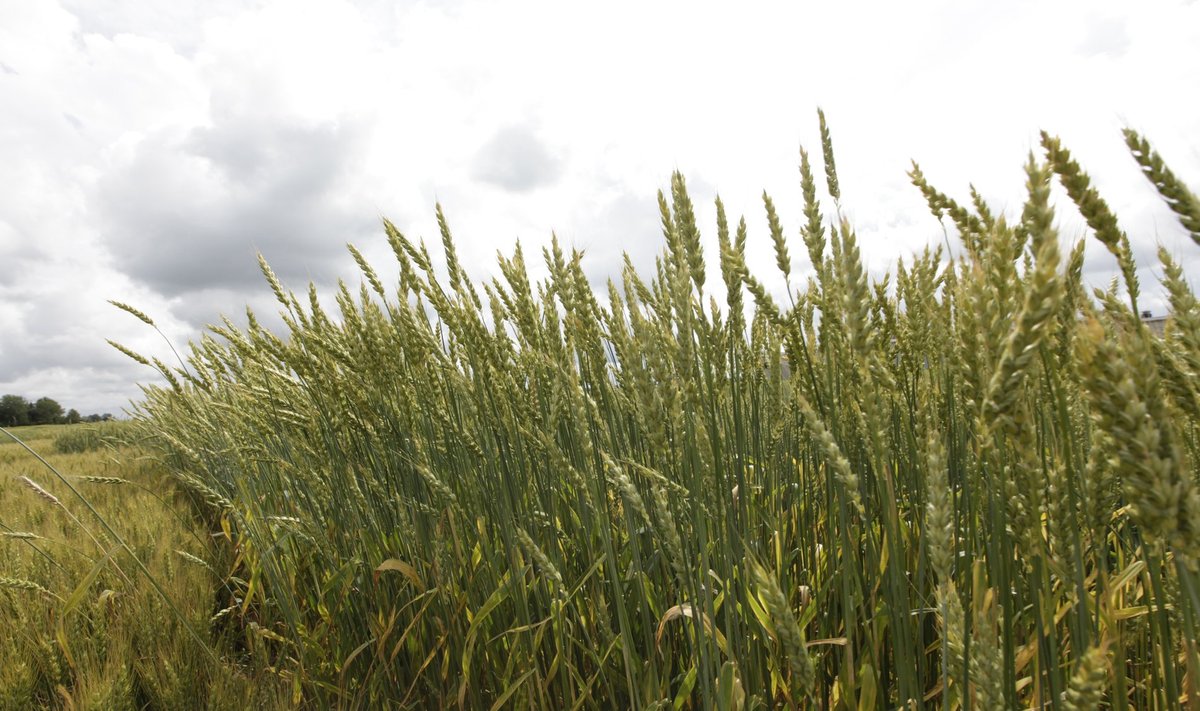 Teravilja kogusaagiks kujunes mullu üle 1,2 miljoni tonni, mida on aasta varasemast 25% rohkem.