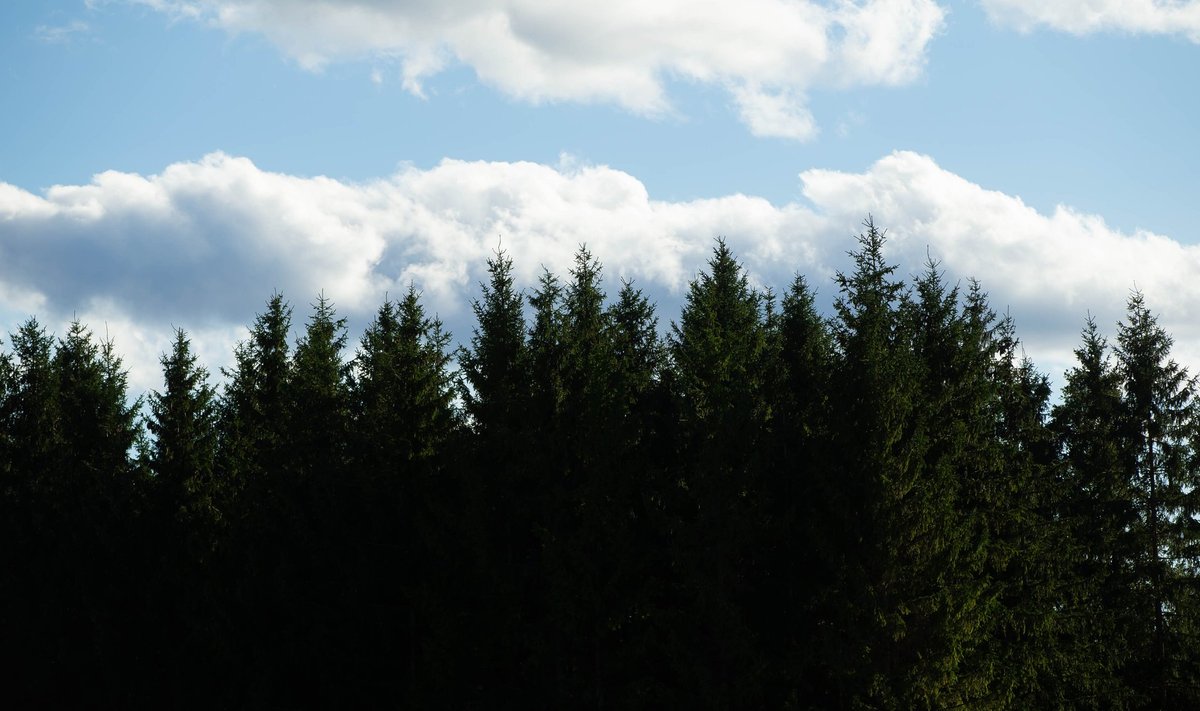 Kuusemets. Enamik Eesti metsi on kehtiva klassifikatsiooni järgi "muudetud looduslikud metsad",