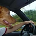 Koer roolis...:)