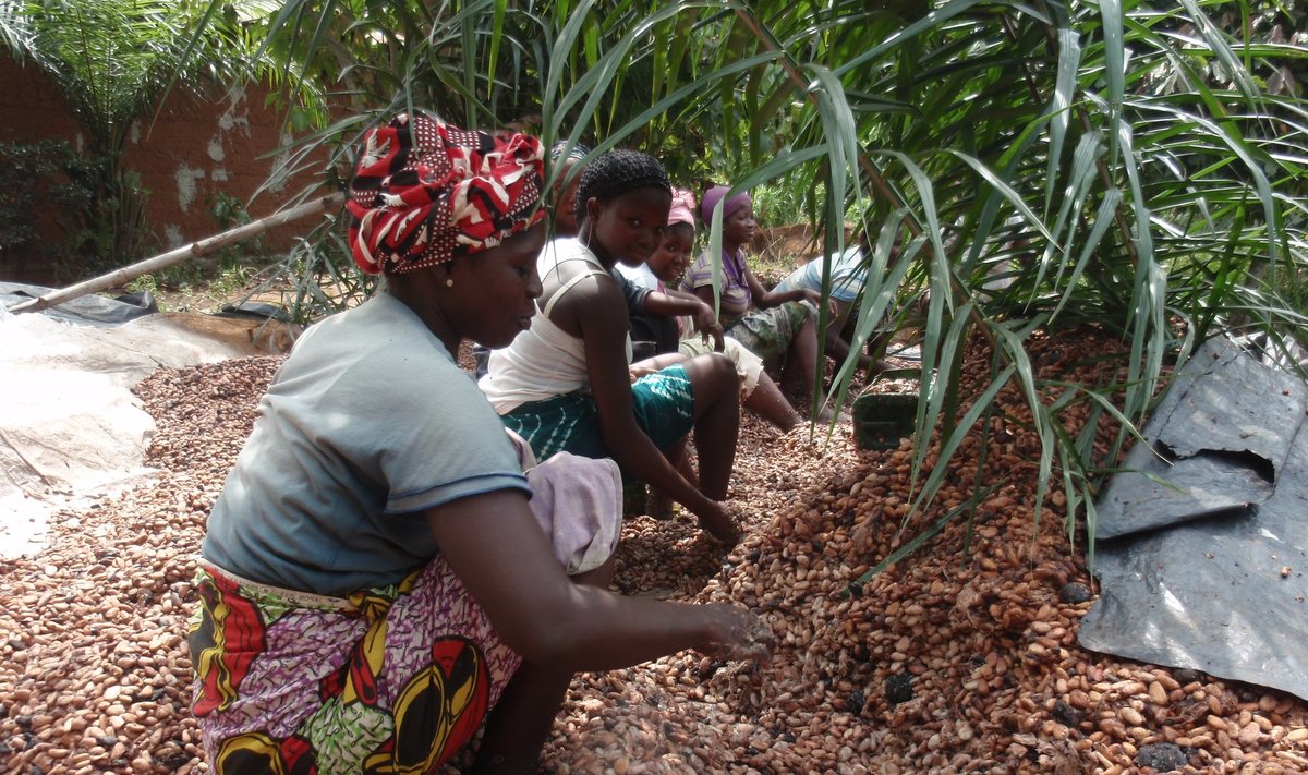 Кот-д´Ивуар — Берег Слоновой Кости - является важным поставщиком какао. Новые правила ЕС сильно осложнят бизнес по поставке какао-бобов.