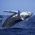 FOTO: 8-aastane leidis rannalt 63 000 dollari väärtuses vaala okset!