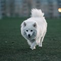 ВИДЕО | Собака стала звездой соревнований по бегу