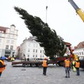 ФОТО и ВИДЕО | Главная рождественская ель страны прибыла на Ратушную площадь