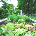 Новый тренд среди жителей Таллинна: общинные сады стали своеобразным магнитом для горожан