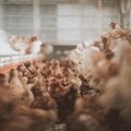 VTA selgitab: miks tuleb Valgamaa 200 000 kana viivitamatult hukata?