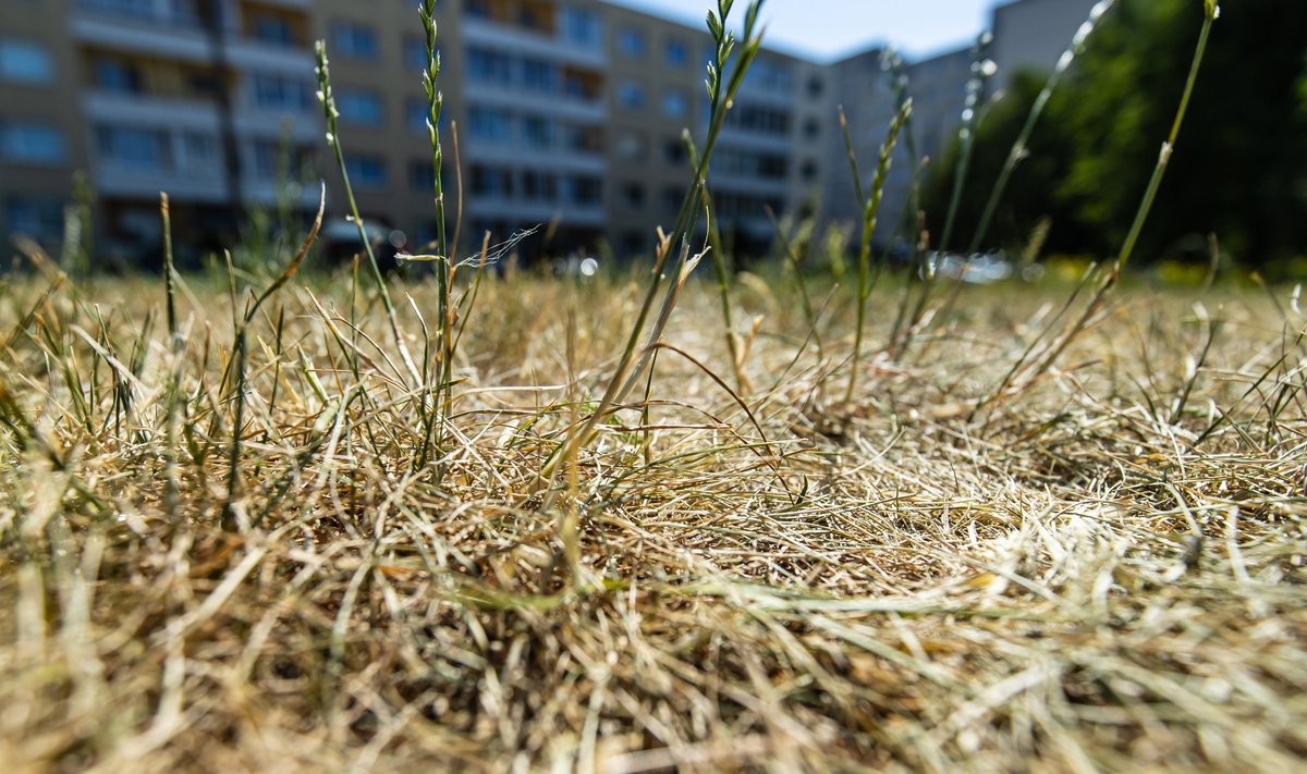 Teadlaste sõnul ohustab El Niño ja kliimakriisi kooslus maailma toidujulgeolekut.