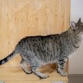 Nutikas kass päästis pererahva vingumürgitusest