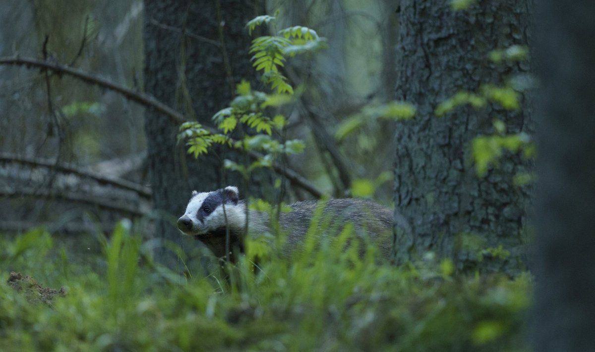 Päikeseloojangul väljus mäger oma urust