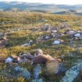 Norras hukkus ühe välgulöögi läbi enam kui 300 põhjapõtra