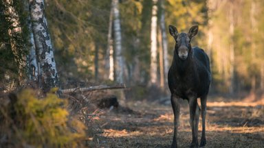 Tänavune aasta loom on võimas hiiglane, kes sümboliseerib looduse ja inimesi keerukaid suhteid