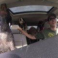 Humoorikas VIDEO | Vaata koerte hindamatut reaktsiooni, kui nad saavad aru, et nad parki viiakse