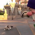VIDEO: Üks seitsmest pöialpoisist viis Grumpy Cati Disneylandi