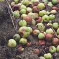 SAMM-SAMMULT ÕPETUSED | Kuidas teha komposti lehtedest ja õuntest?