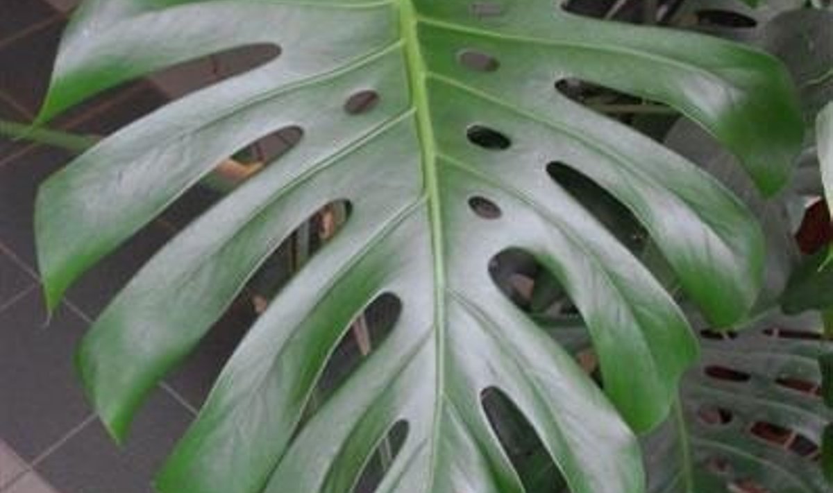 Monstera