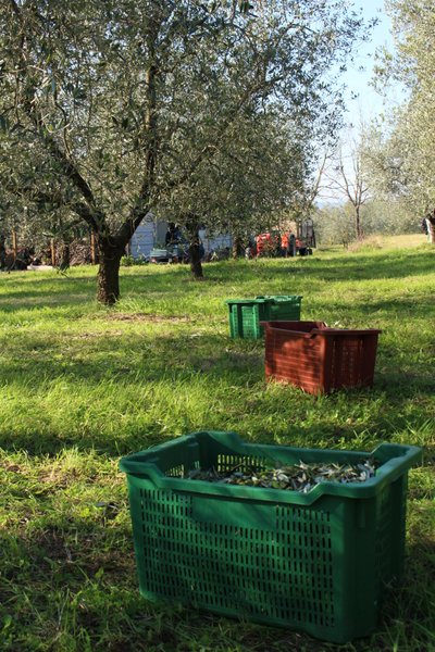 Oliivid kastides
