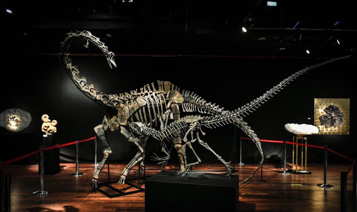 Pariisis otsivad omanikku üks allosauruse ja üks diplodookuse skelett.