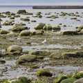 Kas pingutused Läänemere päästmiseks on läbi kukkunud? Värske uuring selgitab