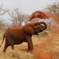 Loodusest püütud elevantidega kauplemine on nüüd keelatud: elevante kinni püüda ei tohi