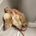 VIDEO | Kahest rotist sai 33! Loomapoest jagatud väärinfo põhjustas näriliste ohjeldamatu paljunemise