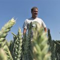 Talunik Erki Plamus teab, kuidas nisu kasvatades saada rekordilisi saake ja korralikku tulu