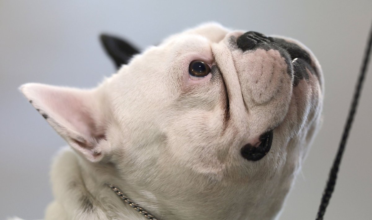 Prantsuse buldog (foto on illustreeriv)