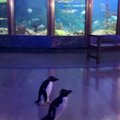 ВИДЕО | Океанариум в Чикаго закрыли из-за коронавируса. Пока посетителей в заведении нет, на "экскурсию" отправились пингвины