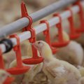 HKScan Estonia plaanib rajada uue suure broilerifarmi, kus käiks aastas läbi neli miljonit kana