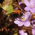 Greenpeace tahab keelata mesilasi tapvate taimekaitsevahendite kasutamise