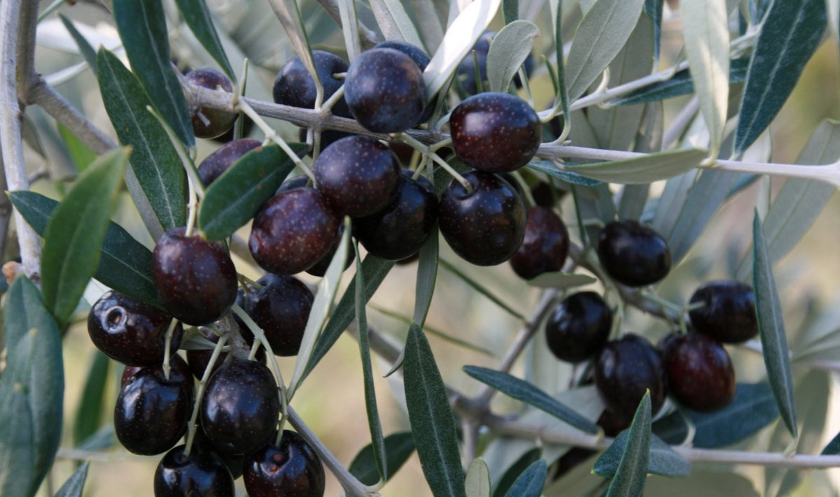 Õli- ehk oliivipuu.