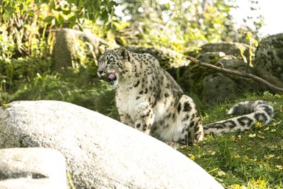 Lumeleopardipäev Tallinna loomaaias
