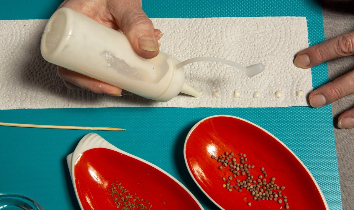 Seemnelindi jaoks tipi liimitäpid pipetiga pudeli abil paberi ülemisse äärde.