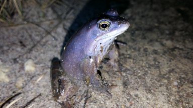 Чудеса Эстонии: началось наблюдение за синими лягушками