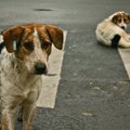 Eesti Loomakaitse Seltsi kampaania kutsub inimesi üles mitte hülgama oma lemmikloomi