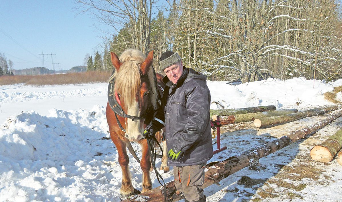 Vello Tamm hobusega metsatööl. Vedaja rollis on fotol eesti raskeveohobune Hummer.