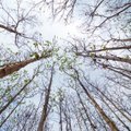 Metsa võimet siduda süsinikku mõjutavad põud ja liigniiskus rohkem, kui seni arvatud