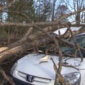 DELFI FOTOD: Paides lömastas tuule tõttu kukkunud puu sõiduauto