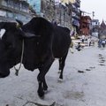 India peaminister mõistis hukka inimeste tapmise pühade lehmade kaitsmise nimel