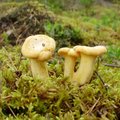 Põhja-Eesti seenelised: seeni on rohkem kui mullu