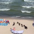 VIDEO | Ettevaatust, sead rannas! Läänemere rannikule tükkisid ootamatud külalised