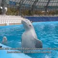 DELFI UKRAINAS | Pommidest räsitud Harkivi delfinaariumi püsiasukad tunnevad inimestest suurt puudust