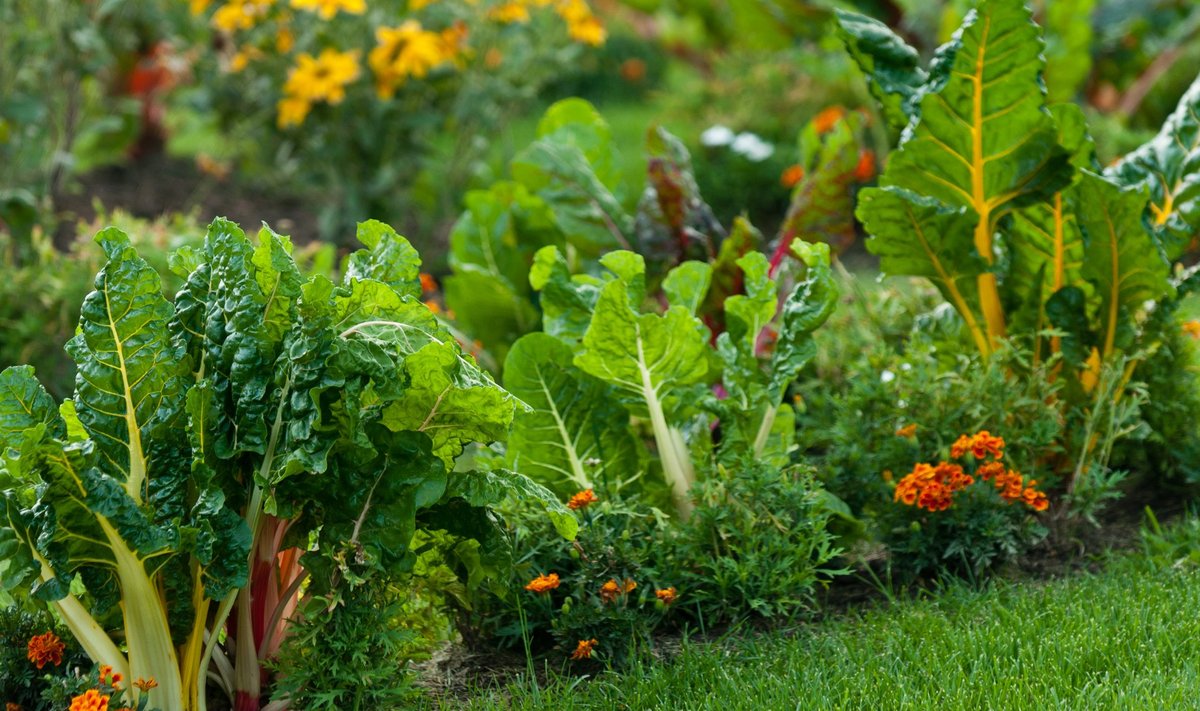 Aiamaal jälgige viljavaheldust ja leidke taimedele sobivad naabrid.