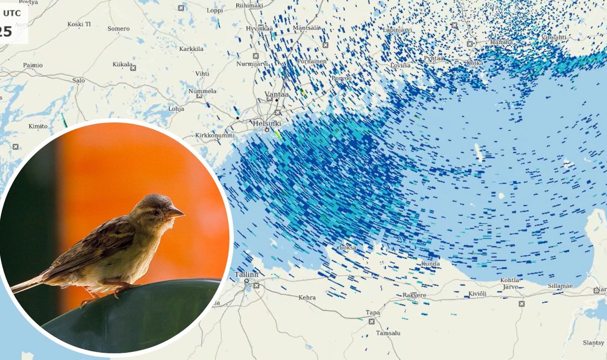 Radaripildile jäi varblaste ränne.