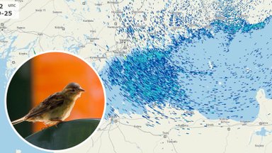 VIDEO | Võimas vaatepilt: ilmaradari pildile jäi massiline lindude migreerumine