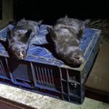 ŠOKEERIV VIDEO | Naaritsad hukatakse karusloomafarmis piinarikkalt lämmatades ja surnuks pekstes