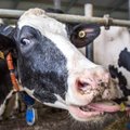 Uus uuring võrdles piima- ja sealihatootjate konkurentsivõimet naaberriikidega