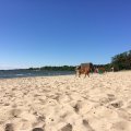 Pirita elaniku tõdemus: armastatud rannast on saanud koerte jalutusväljak