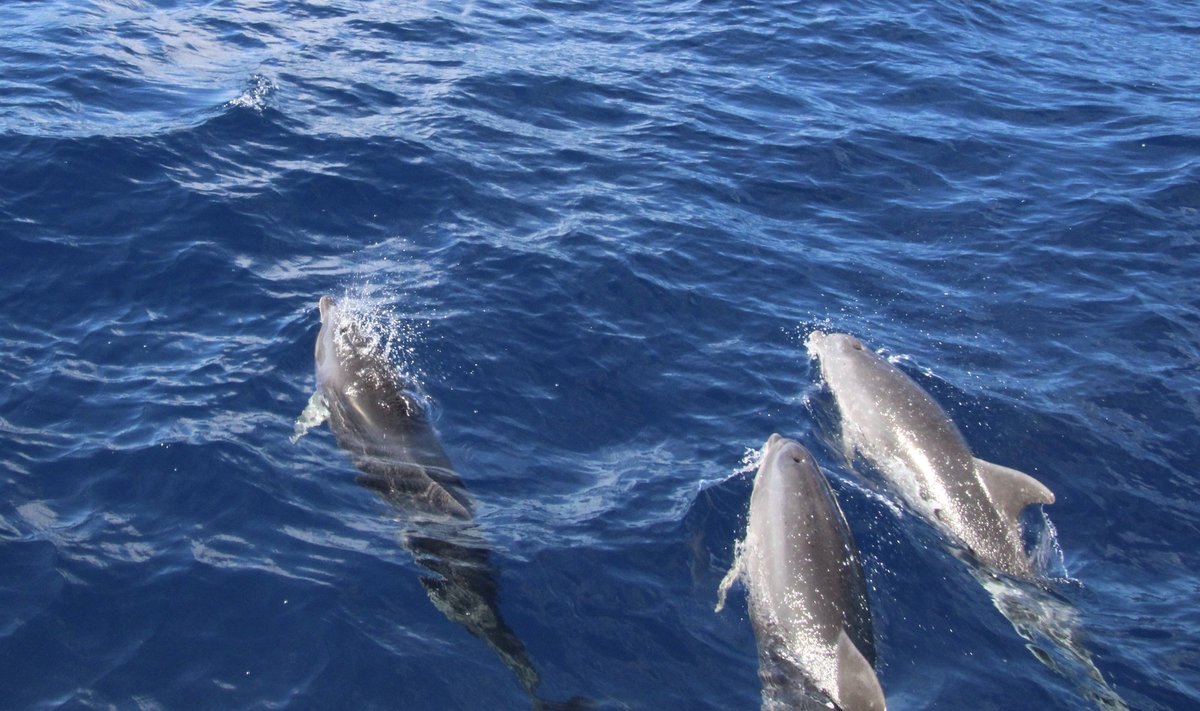Delfiinisafari