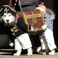 Piraadirõivasse riietatud koer