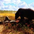 VALDUR MIKITA METSIKUD LOOD: Karu kihvade vahel