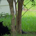 Hämmastav VIDEO | Vaata, kuidas kartmatud kassid hiiglaslikele kiskjatele vapralt vastu on astunud